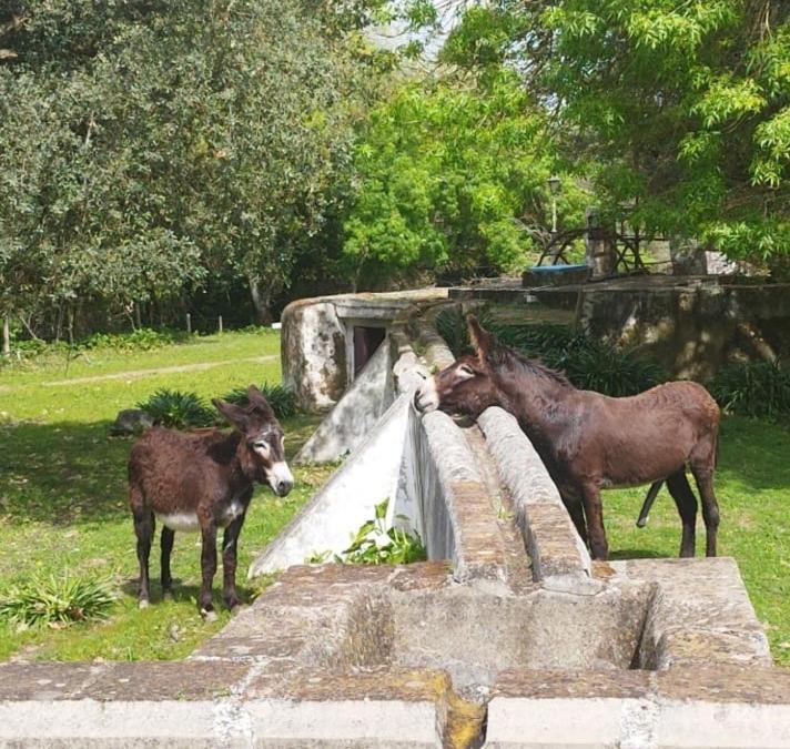 Monte Do Serrado De Baixo Évora Dış mekan fotoğraf