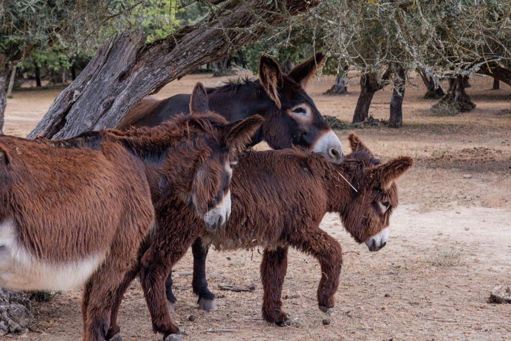 Monte Do Serrado De Baixo Évora Dış mekan fotoğraf