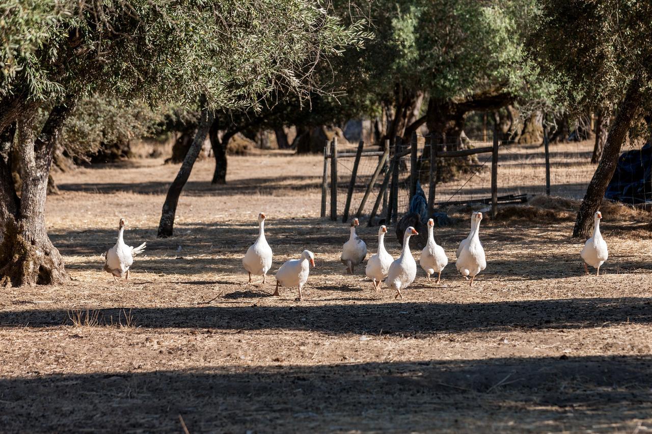 Monte Do Serrado De Baixo Évora Dış mekan fotoğraf