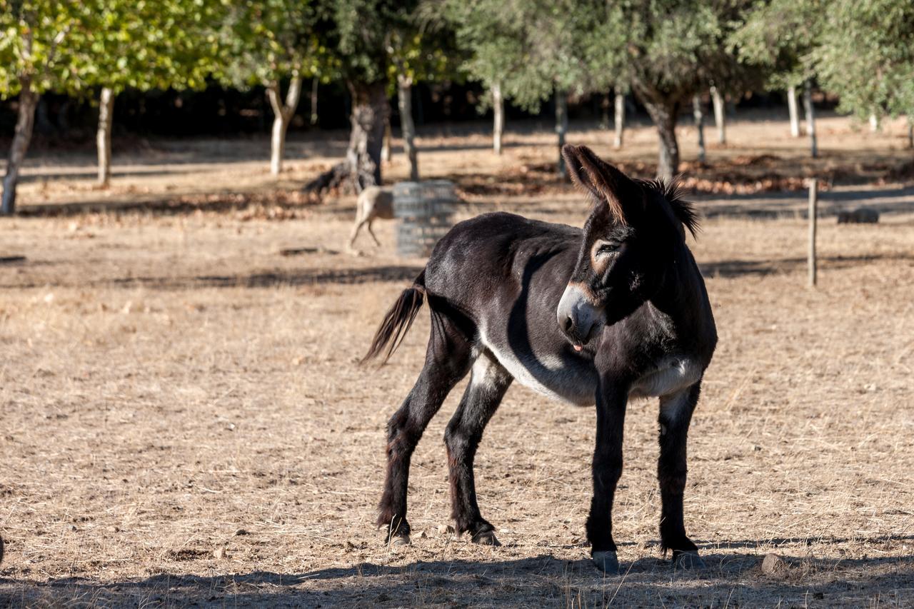 Monte Do Serrado De Baixo Évora Dış mekan fotoğraf